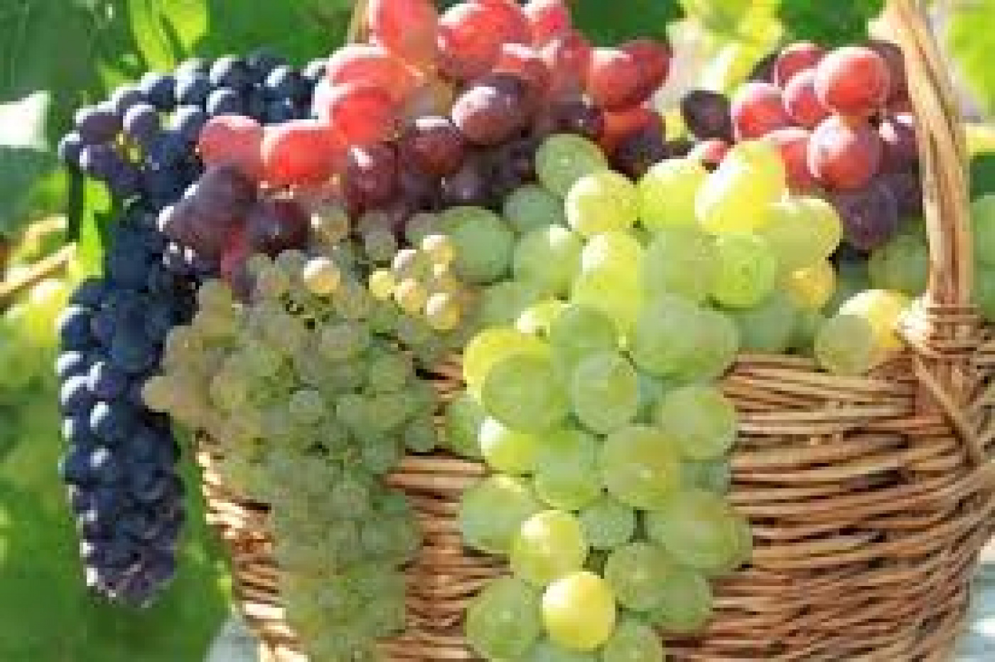 Виноград в больших количествах. Разные сорта винограда. Красивый виноград. Виноград разный. Сладкий виноград.
