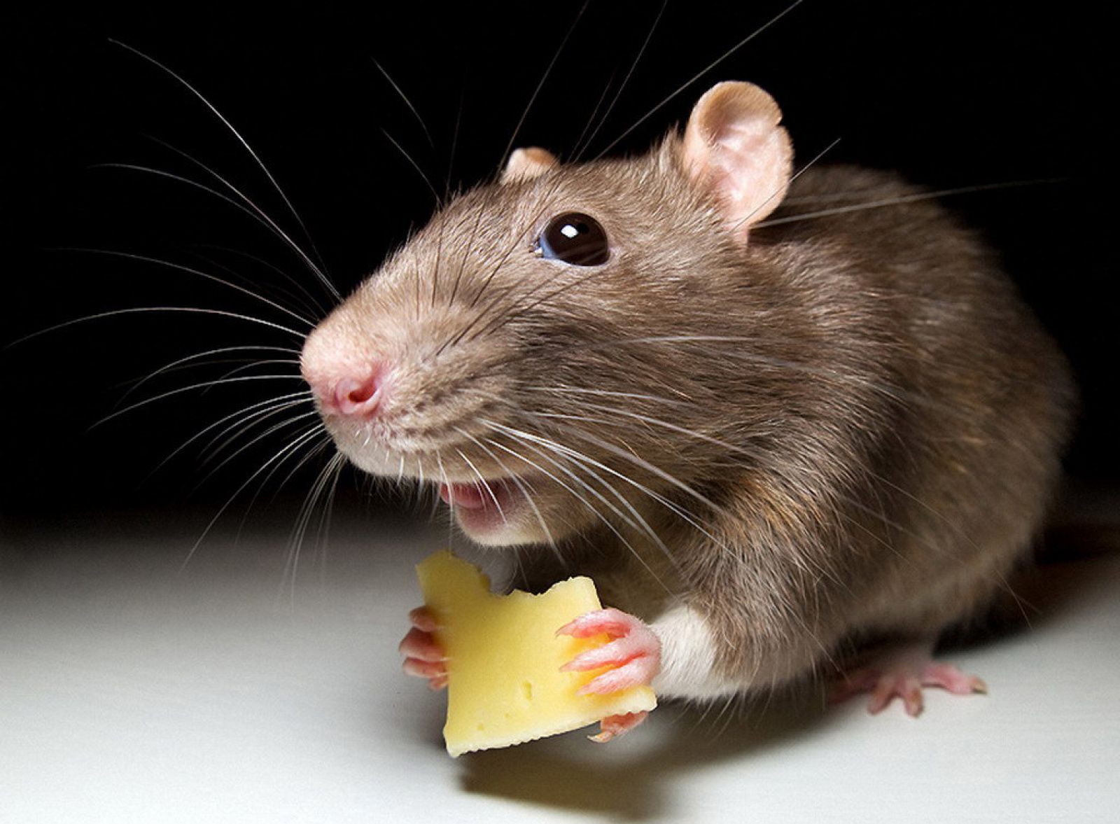 Крысы звери. Пацюк крыса. Криса Миш. Мышка Живая. Мышь с сыром.
