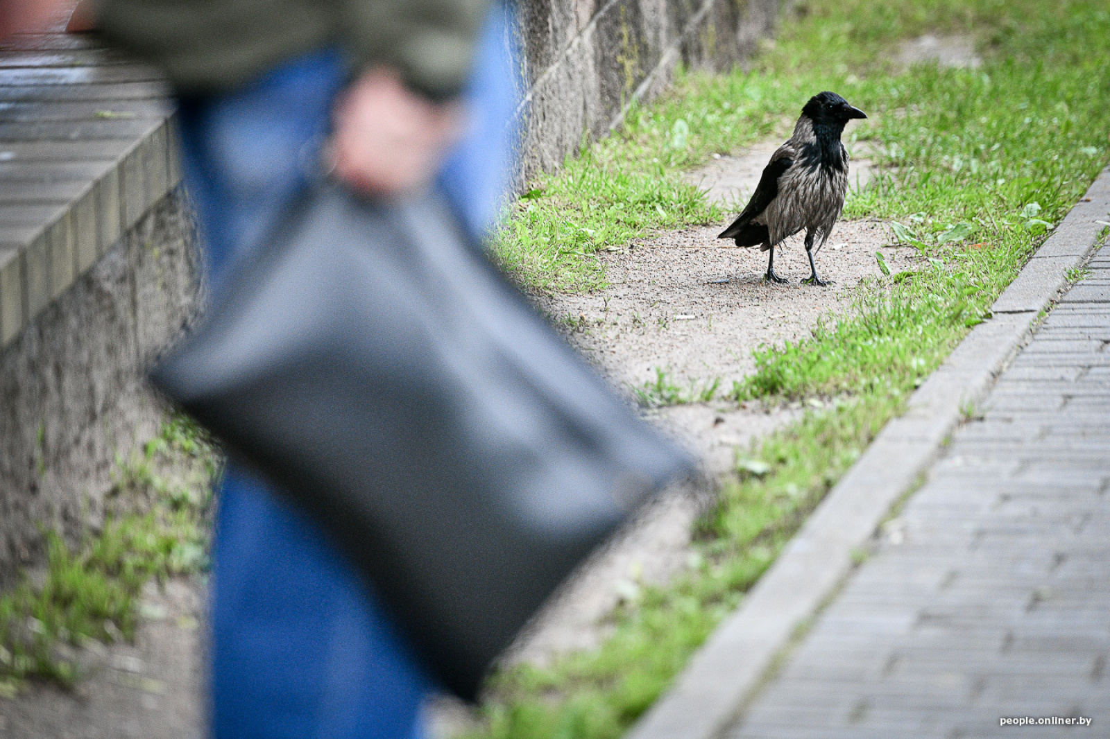 Ворона каркает на доме. Ворона дома. Ворон дома. Белая ворона Гродненская область. Почему ворон сопровождает?.