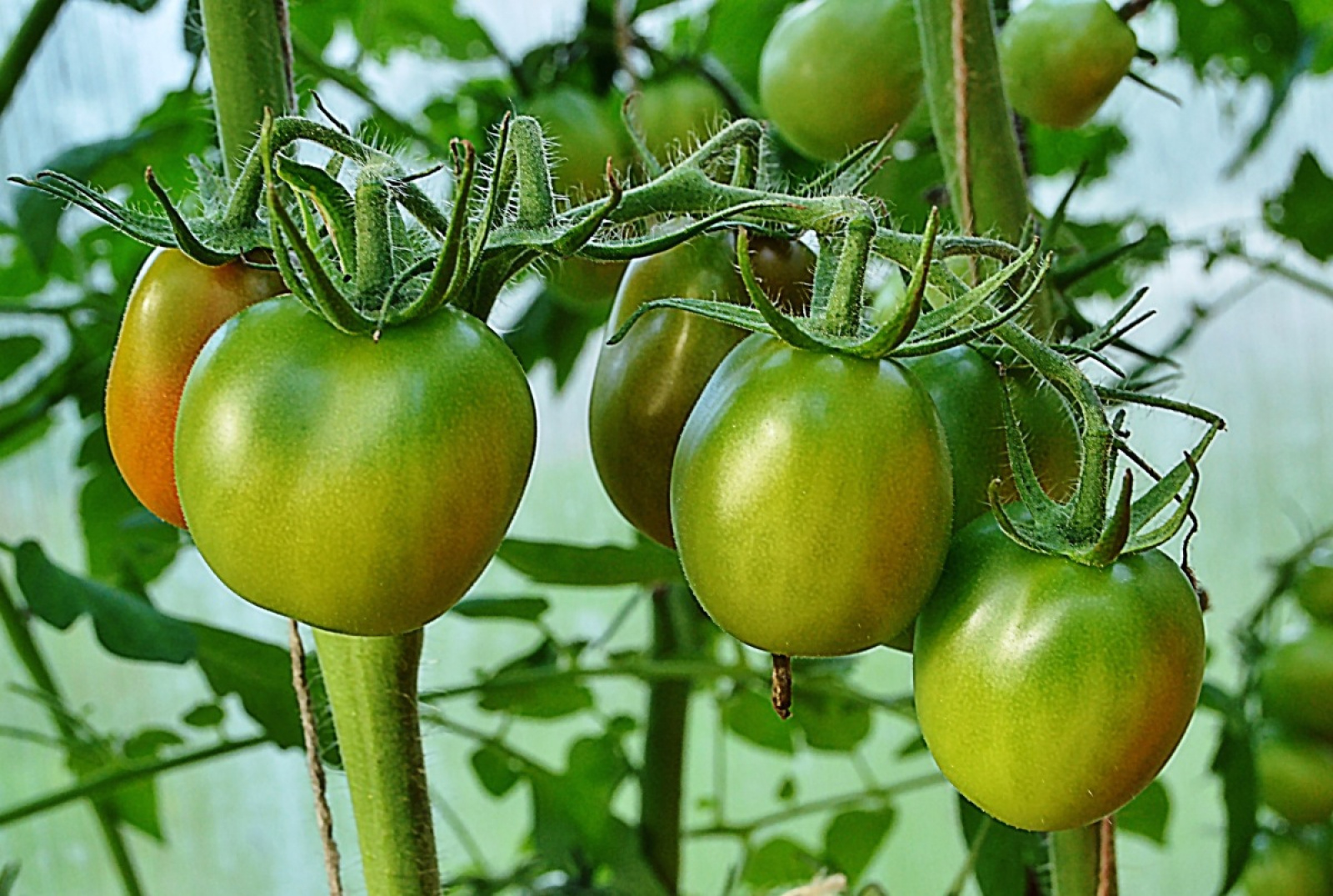 Лучшая подкормка для томатов. Томаты радость садовода. Топ томатов для климата Беларуси. Доктор Харвест для томатов. Полеты для помидор.