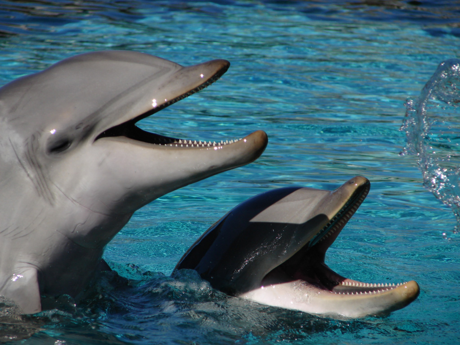 Дельфин издает звуки. Дельфины. Дельфины фото. Дельфины общение. Самец дельфина.