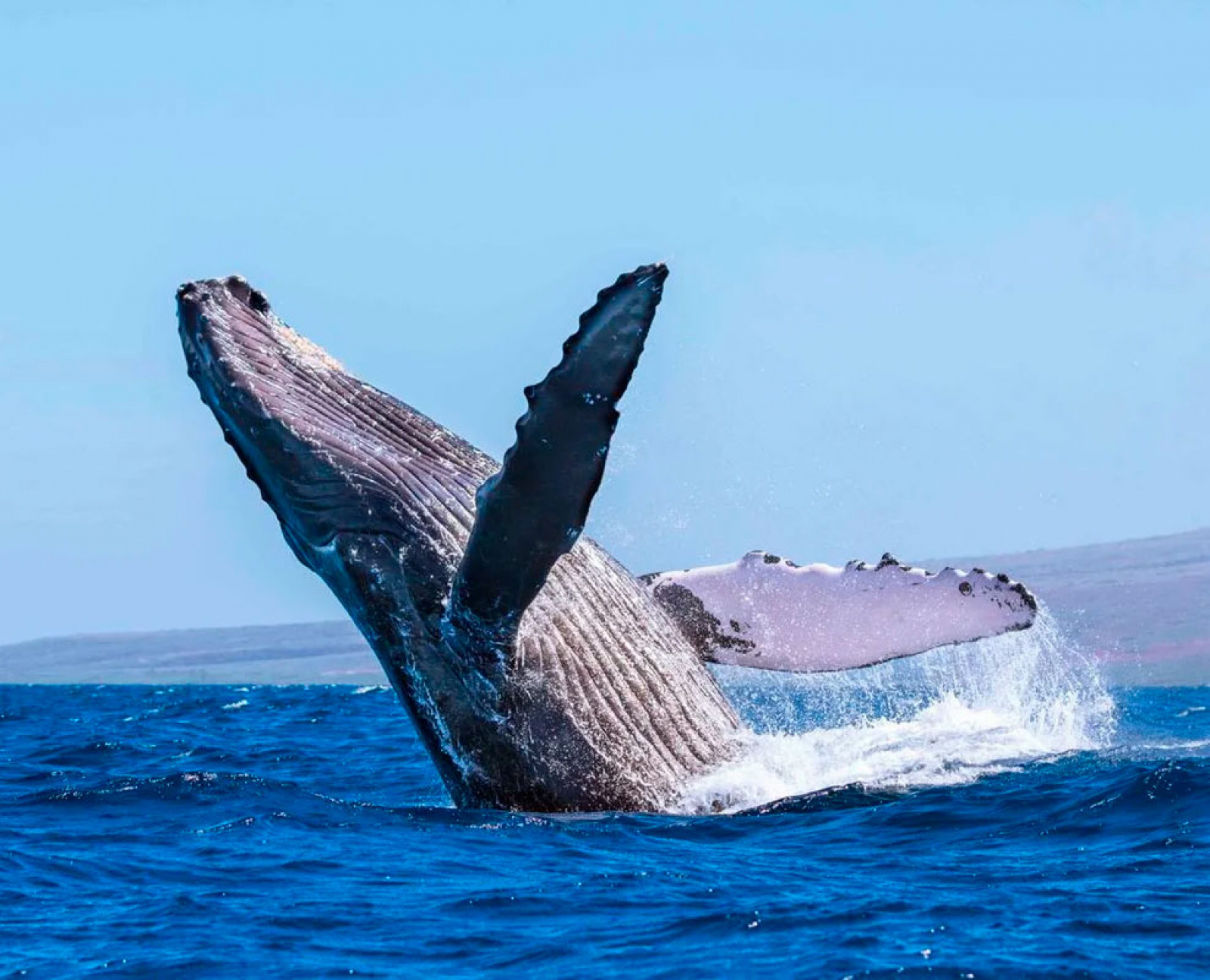 Whales water. Кит Горбач. Синий кит Горбач. Горбатый кит на Баренцевом море. Горбач горбатый кит.