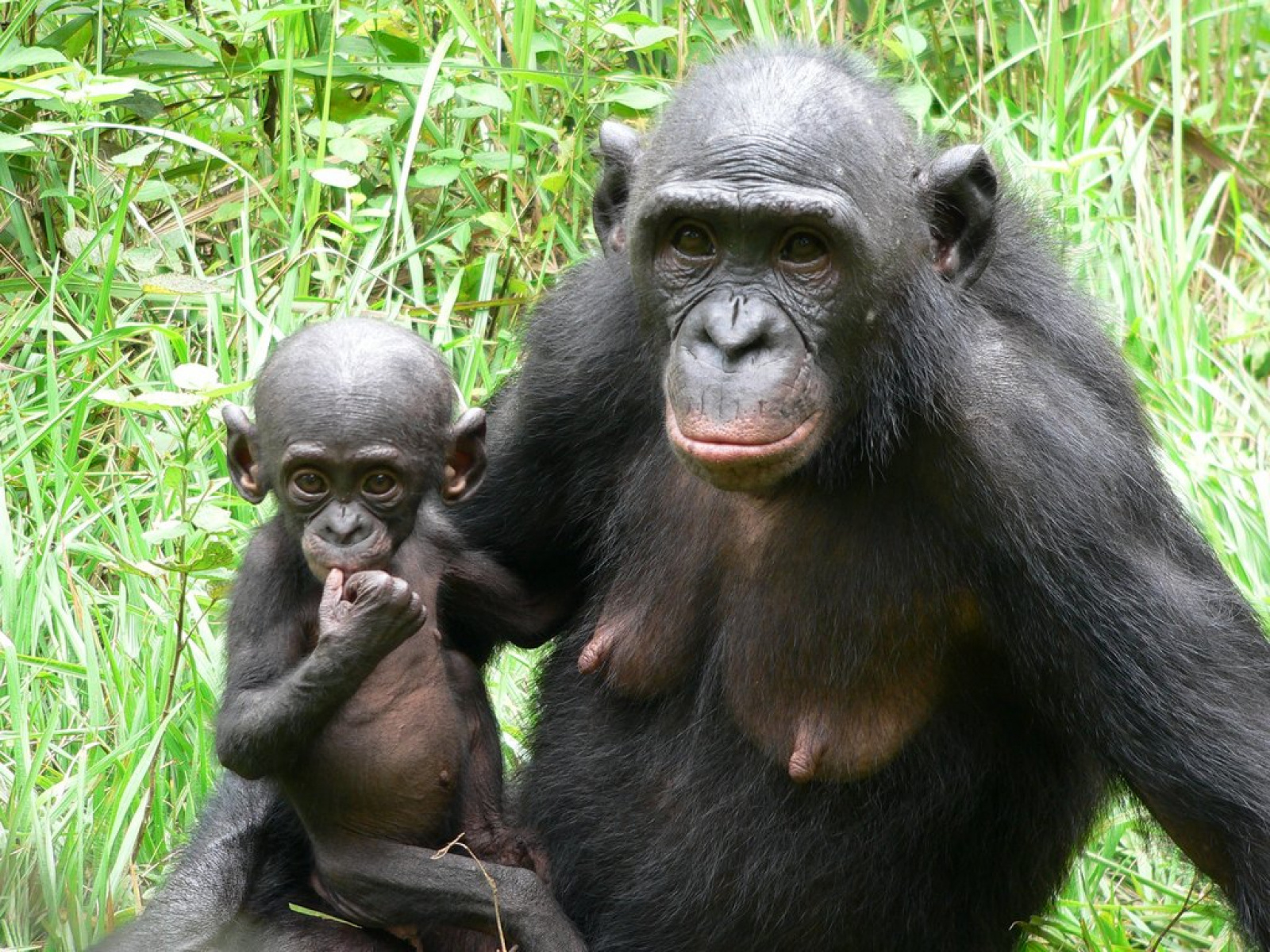 Забавный шимпанзе как правильно. Шимпанзе бонобо. Самки обезьян бонобо. Обезьяна бонобо самец. Карликовые шимпанзе бонобо.
