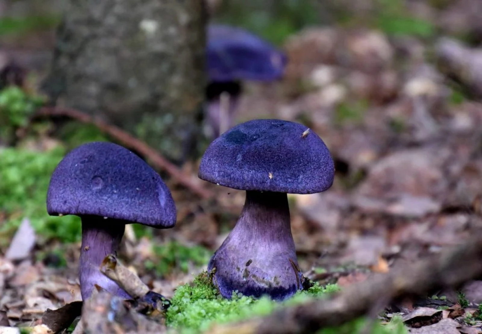 Паутинник фиолетовый гриб съедобный