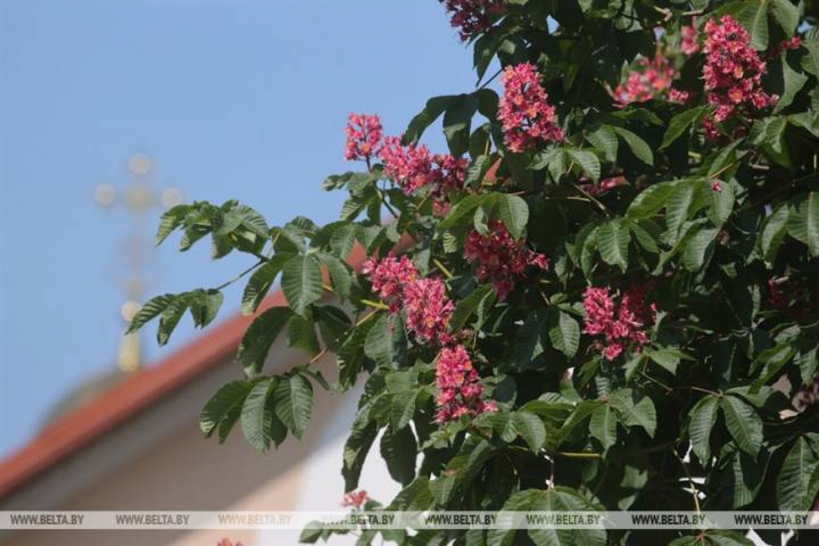 красный каштан в Гродно