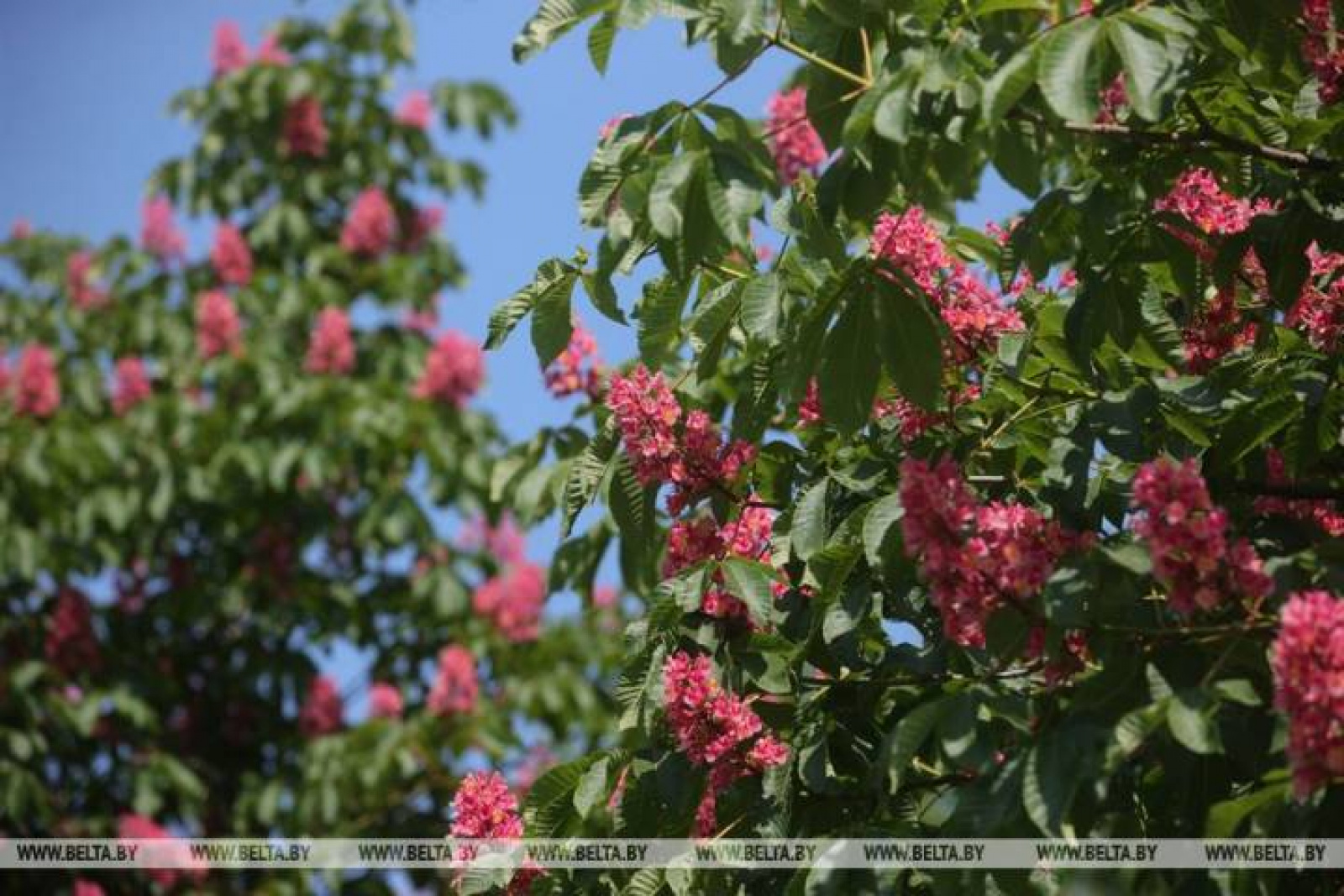 красный каштан в Гродно