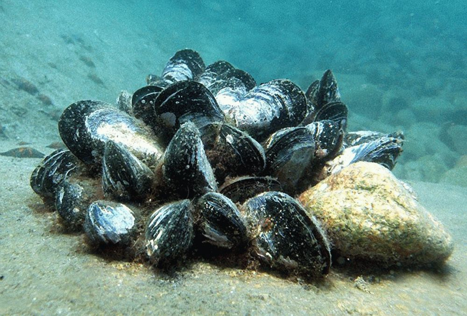 Популяции моллюсков