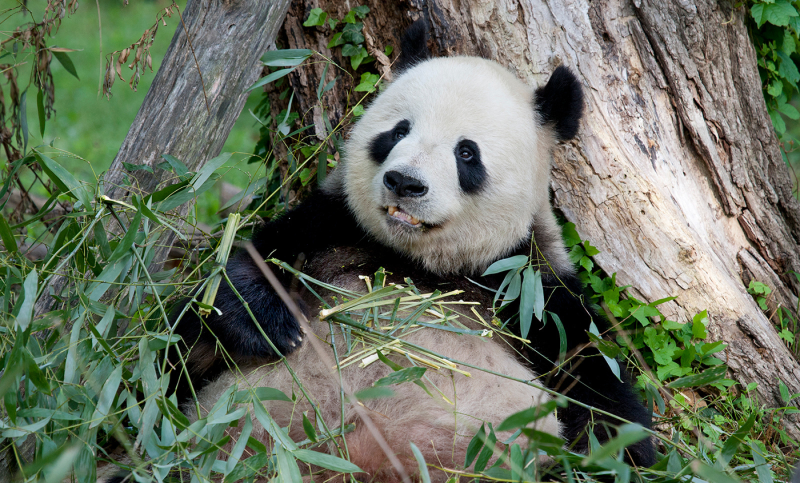 Great panda. Большая Панда. Гигантская Панда. Си и Панда. Панда в полный рост.