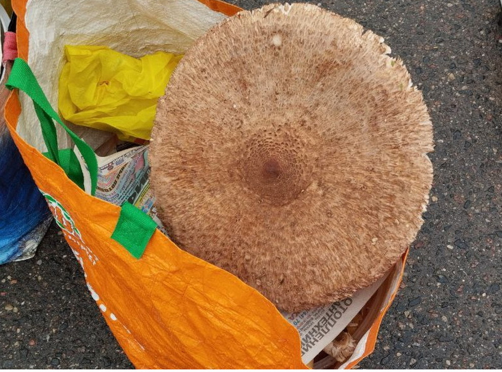 большой гриб зонтик