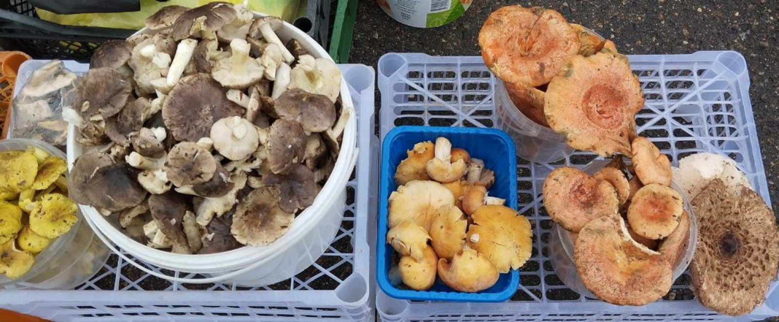 грибы продажа