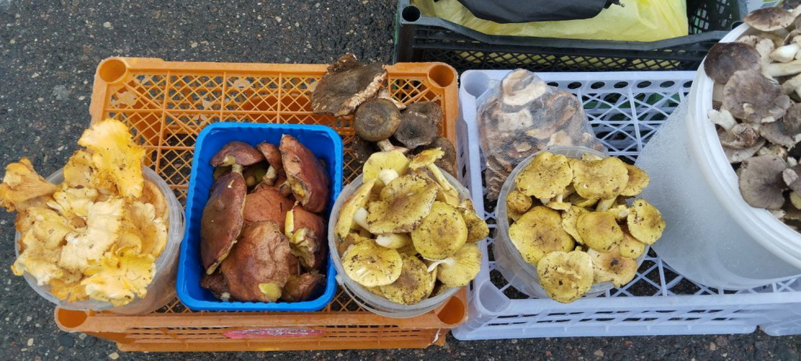 грибы на рынке