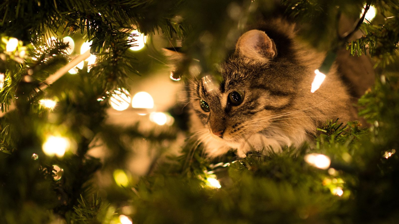 Кот на ёлке / Источник: mimer.ru