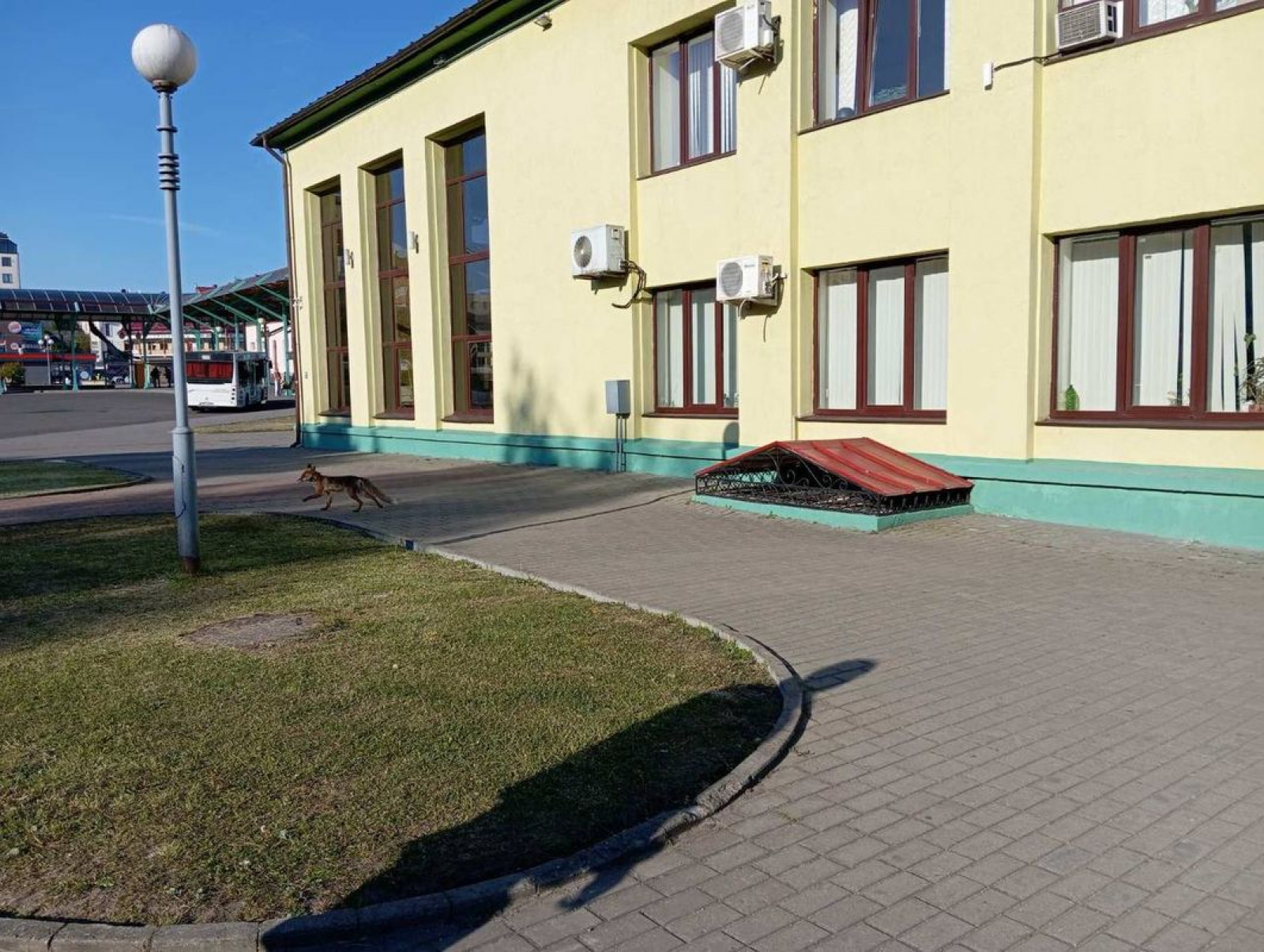 Лиса в центре Гродно