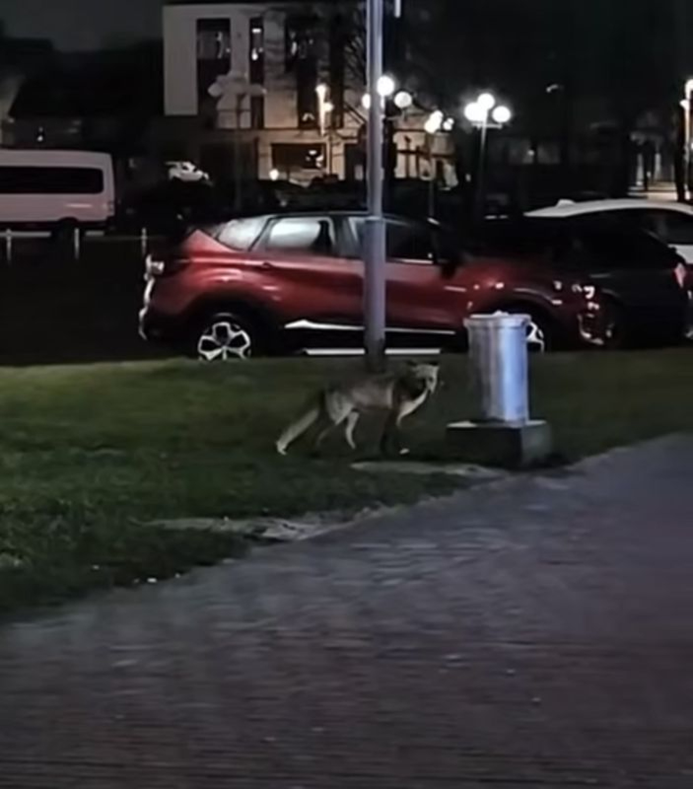 Лиса в центре Гродно