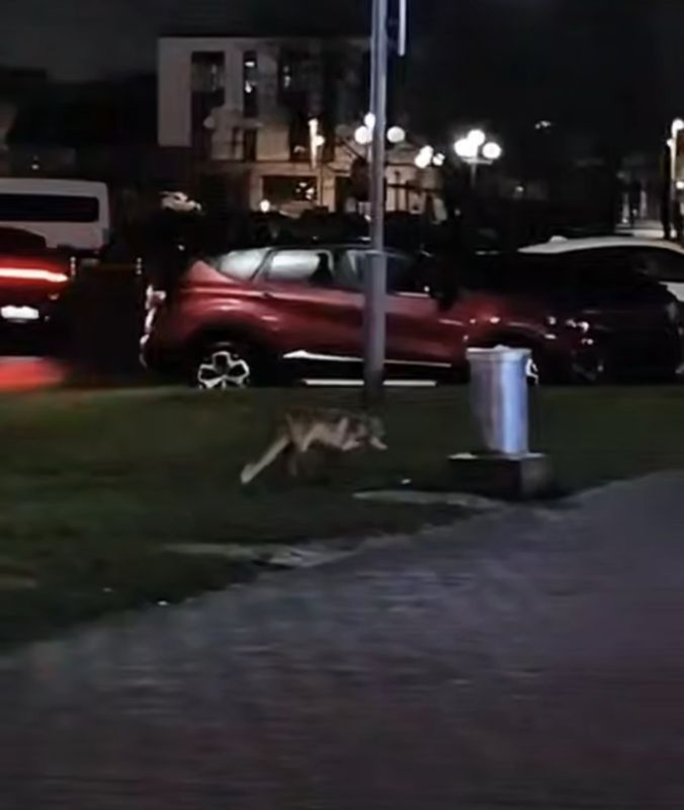 Лиса в центре Гродно