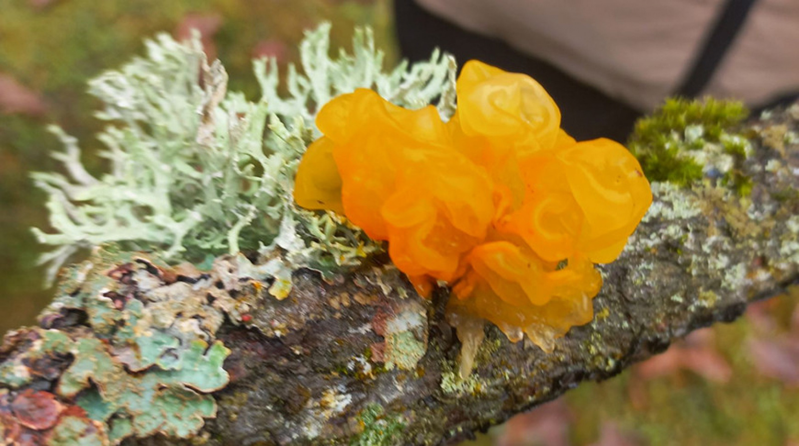 Гриб дрожалка / Источник: Национальный парк «Беловежская пуща»