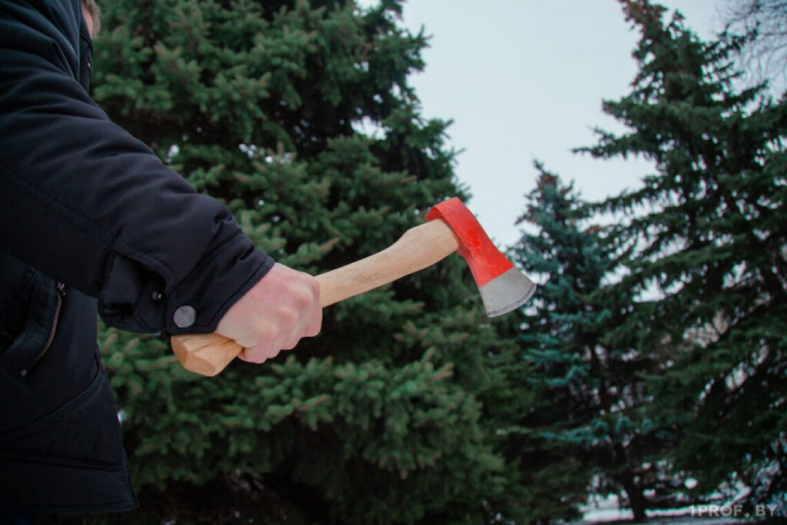 Вырубка елей в лесу / Источник: grodno24.com