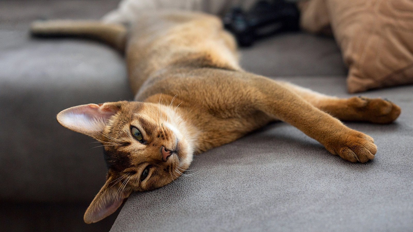 Абиссинская кошка / Источник: rbc.ru