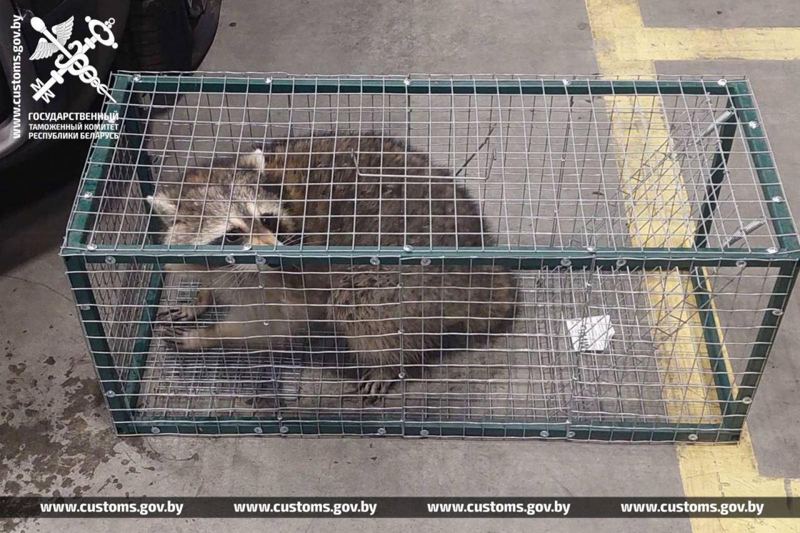 Нашли енота в авто из США