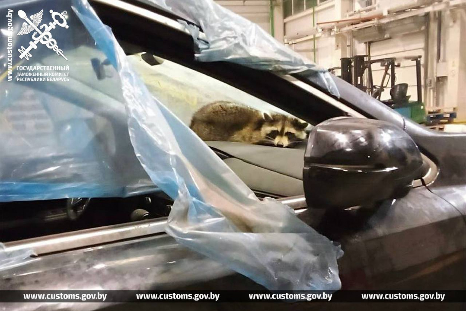 Таможня нашла енота в авто / Источник: gtk.gov.by