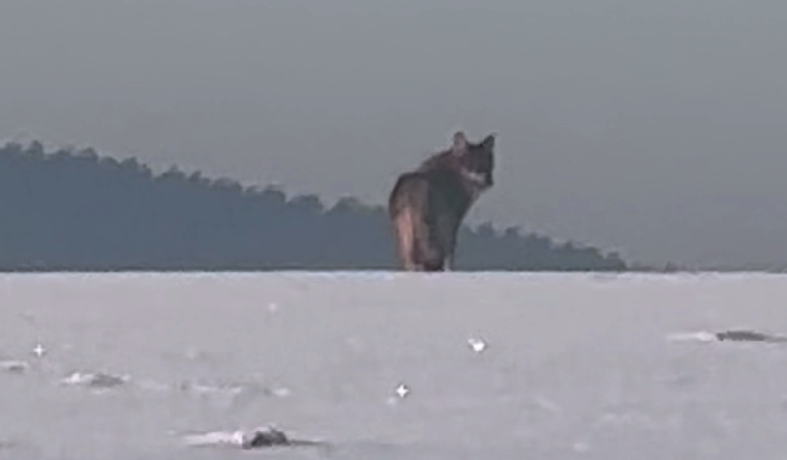 Волк, замеченный под Гродно / Источник: t.me/trkgrodno