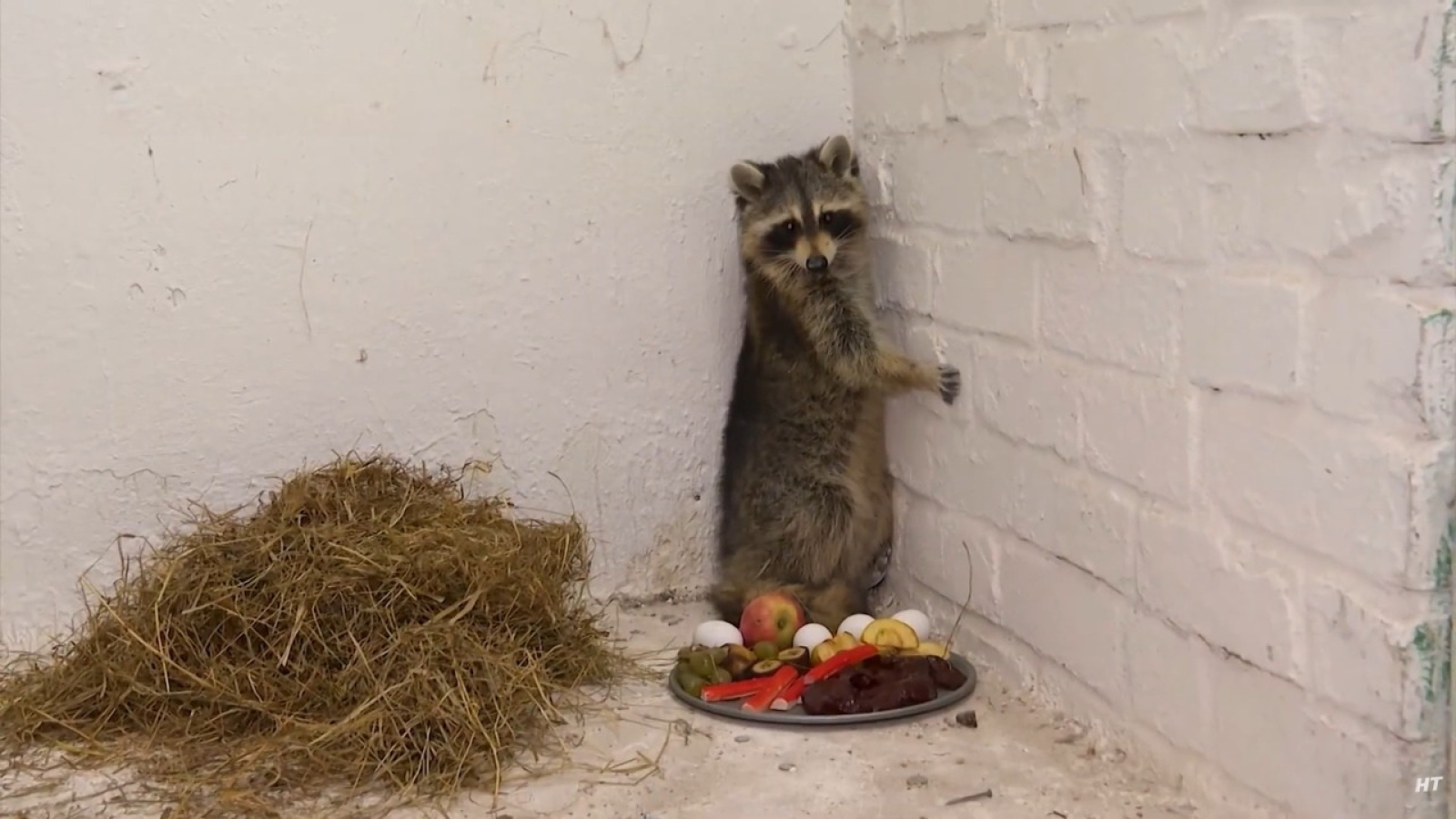 Енот Сеня из США / Источник: ОНТ