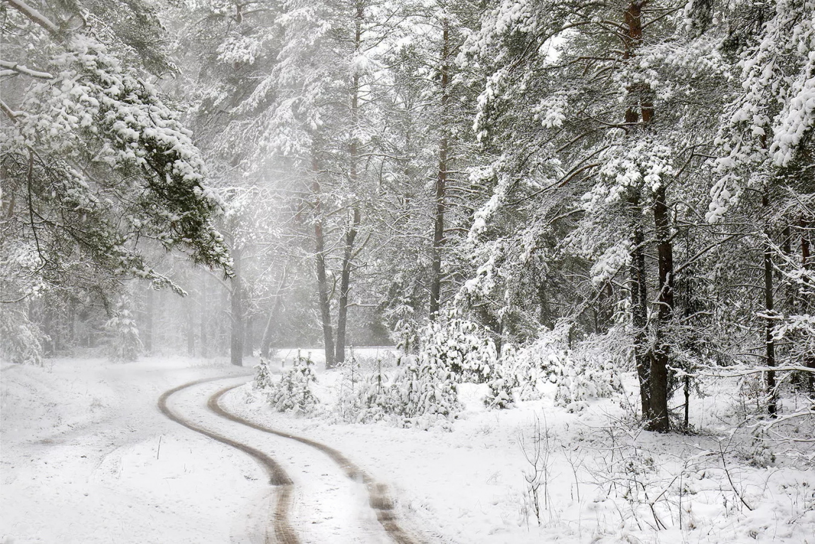 Зимний лес в Беларуси / Источник: Sputnik.by
