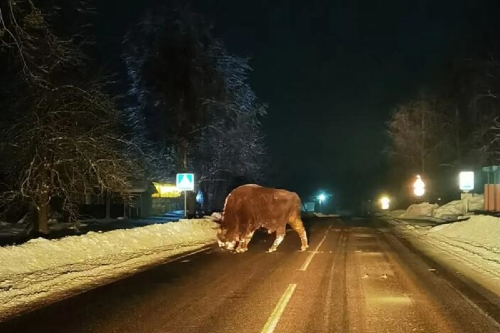Зубр в деревне деревне Слобода Осиповичского района / Источник: газета «Асiповiцкi Край