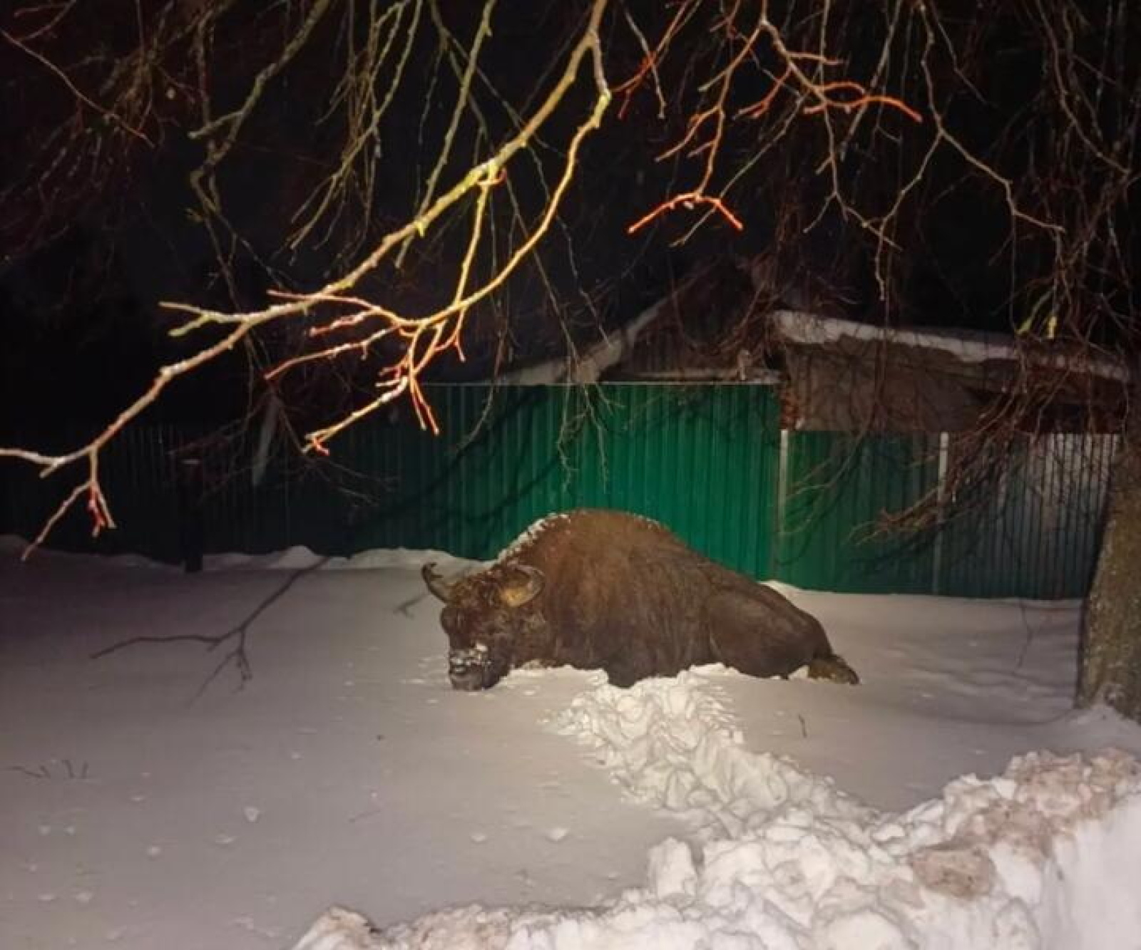 Зубр в деревне