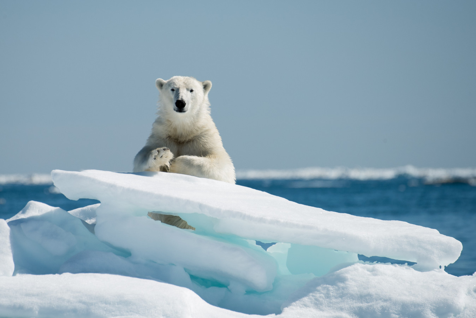 Арктика / Источник: rbc.ru