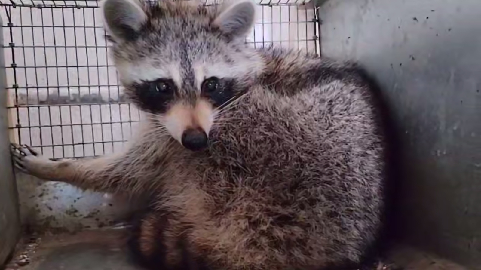 Енот Сеня из США