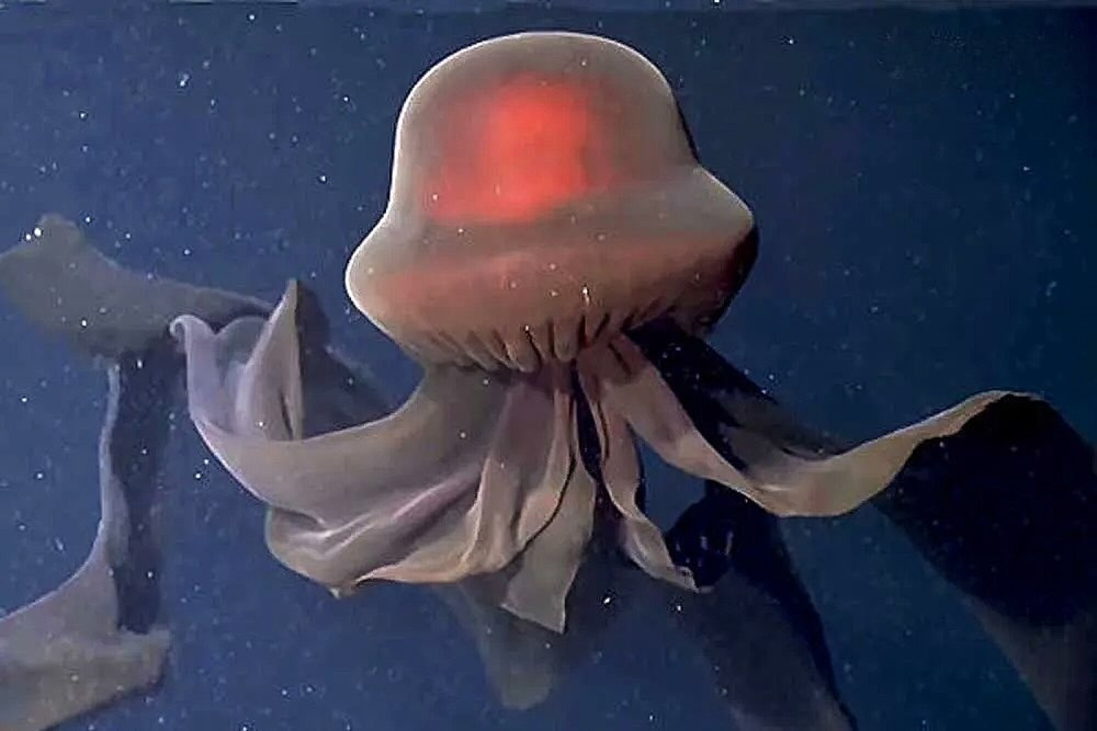 Stygiomedusa gigantea — гигантская призрачная медуза