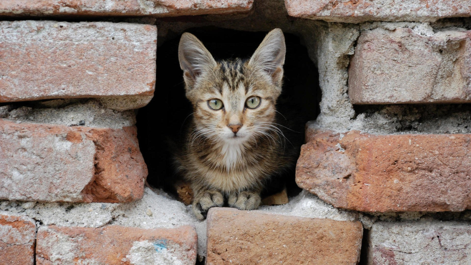 Подвальный кот / Источник: koshkavetra.ru