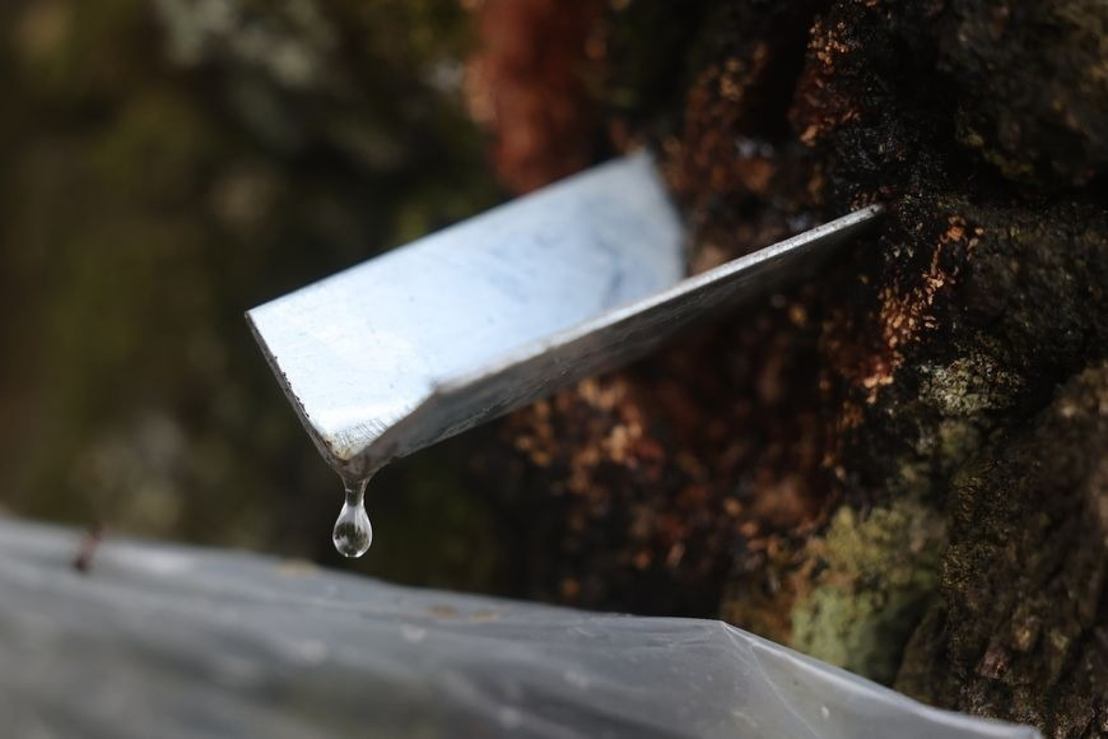 Заготовка берёзового сока