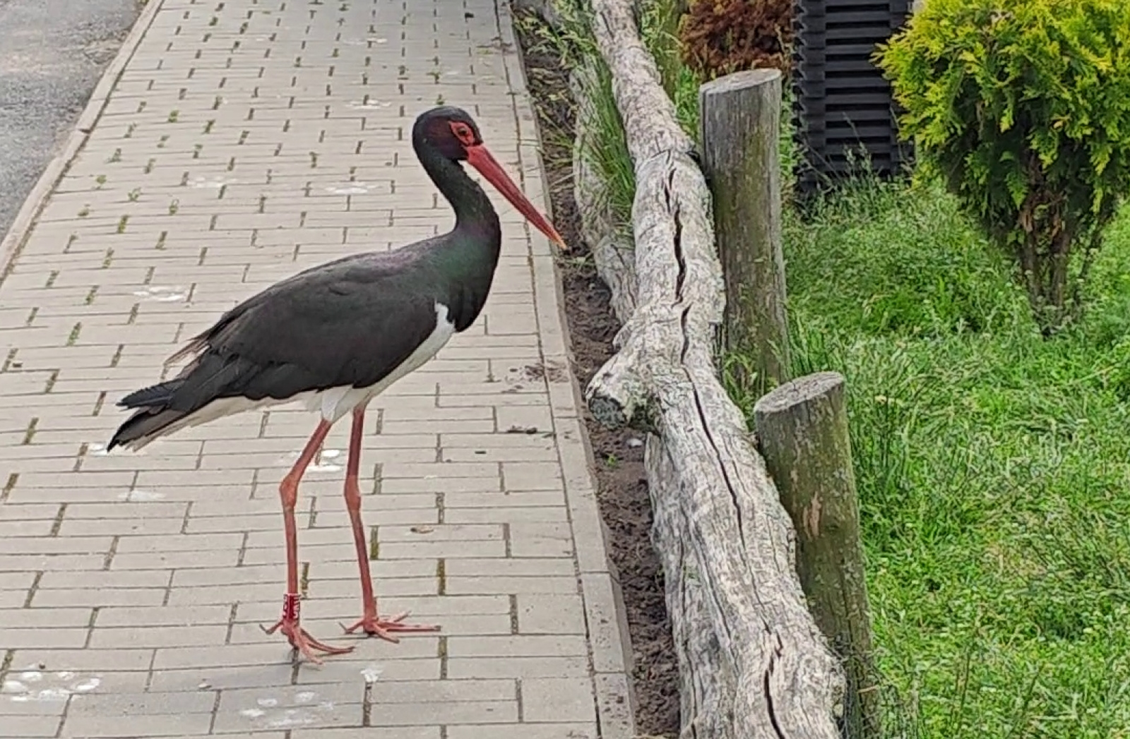 Чёрный аист