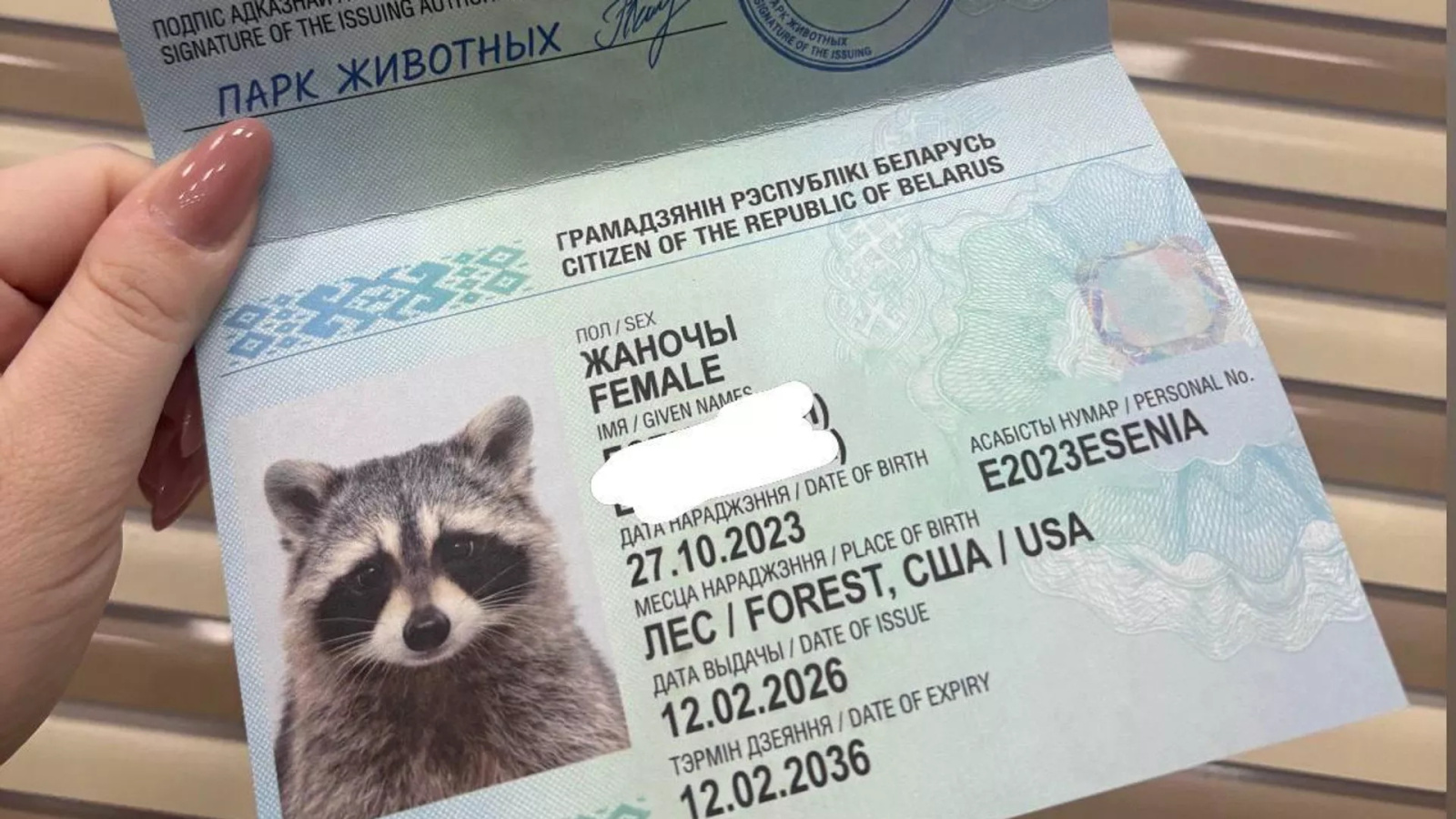 Енот Сеня из США оказался девочкой