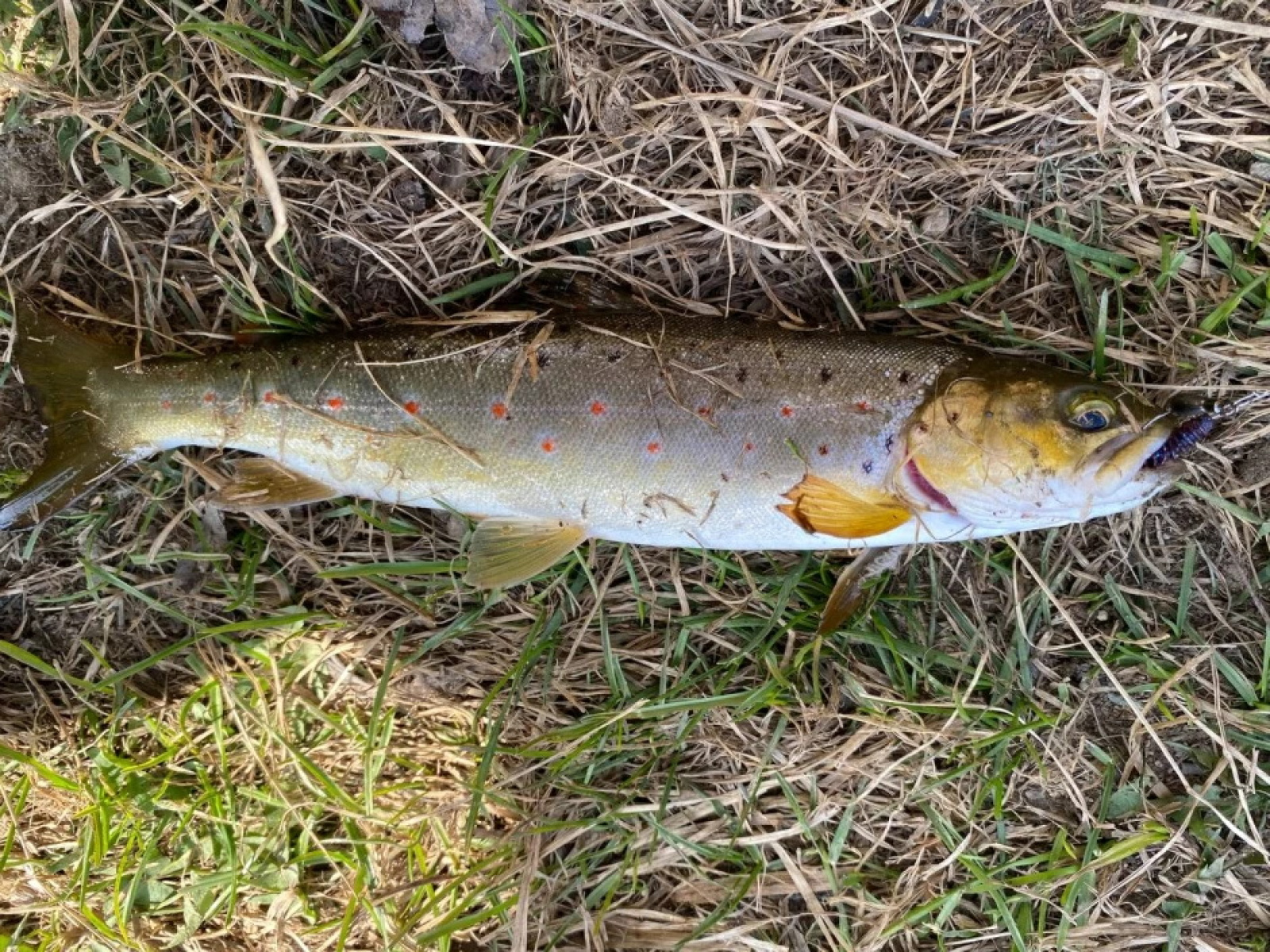 Краснокнижная ручьевая форель / Источник: smartpress.by