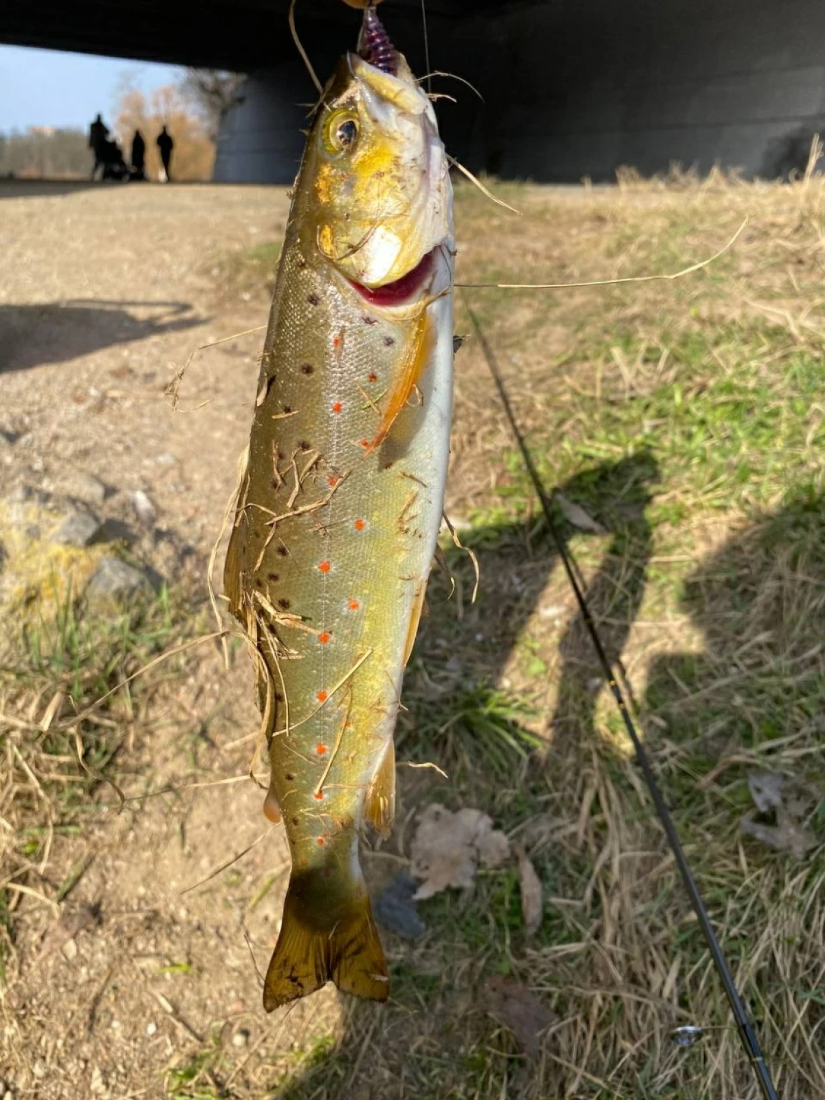 Форель в Минске в реке СВислочь