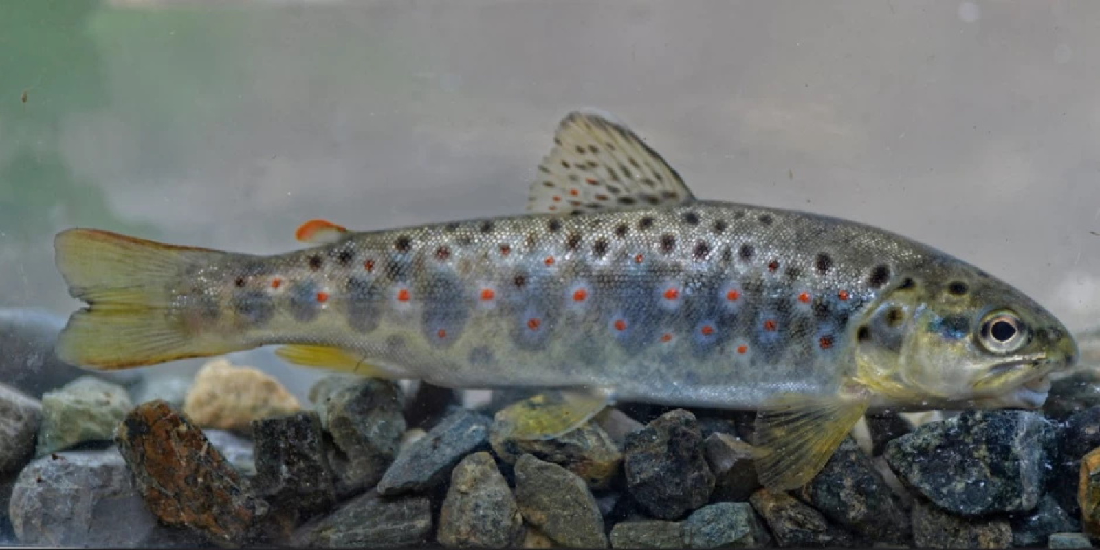 Форель в Минске в реке СВислочь