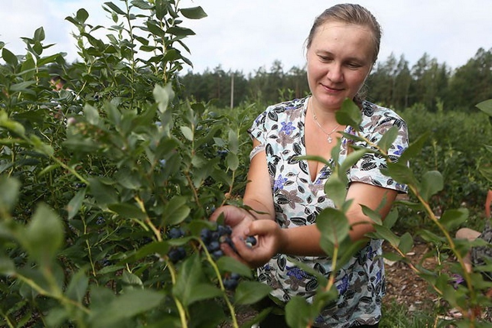 Сезонный сбор голубики