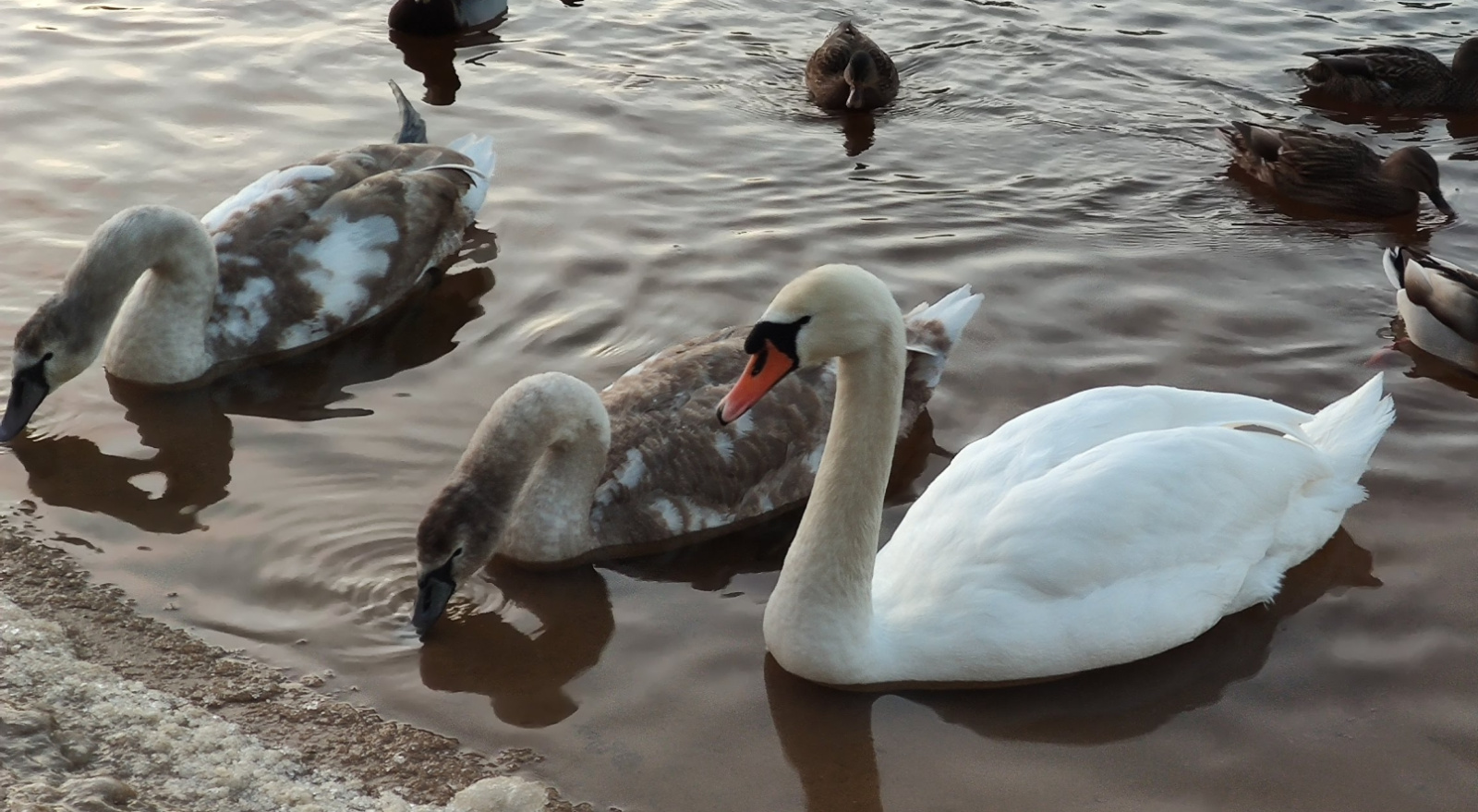 Лебеди / Источник: grodno24.com