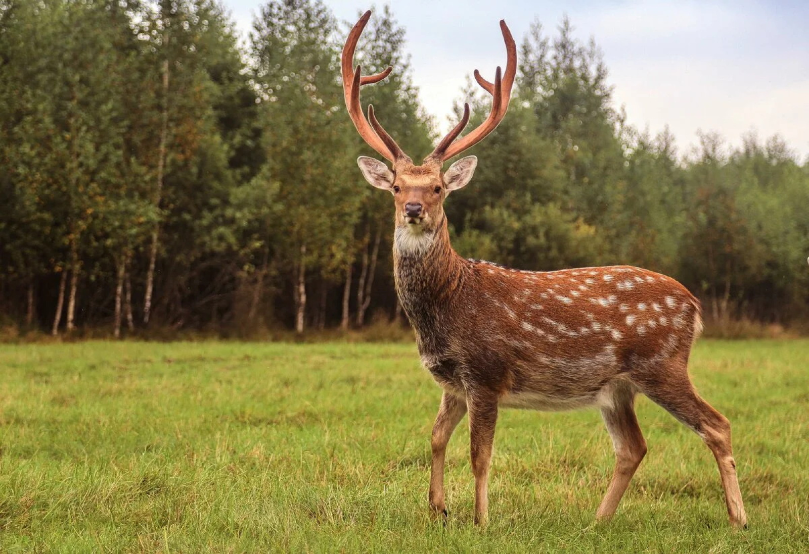 Пятнистый олень