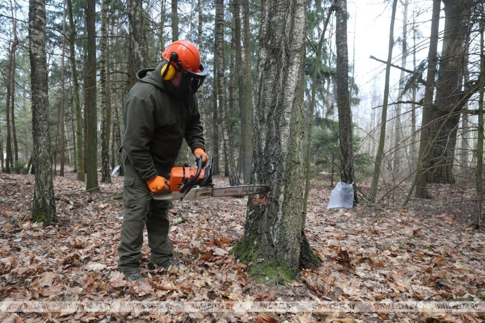 Заготовка берёзового сока под Гродно