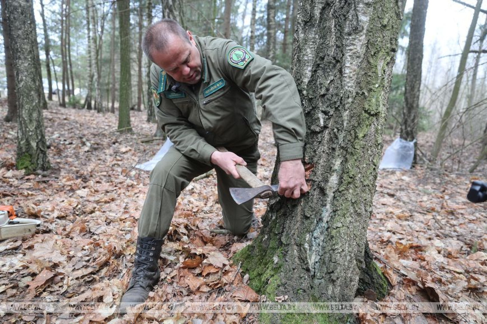 Заготовка берёзового сока под Гродно
