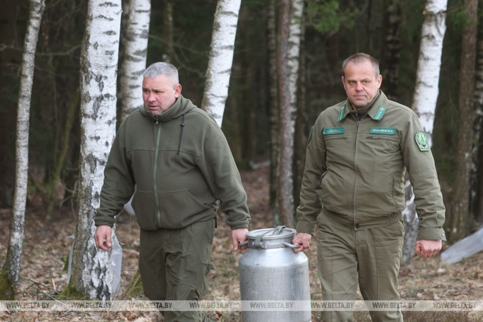 Заготовка берёзового сока под Гродно