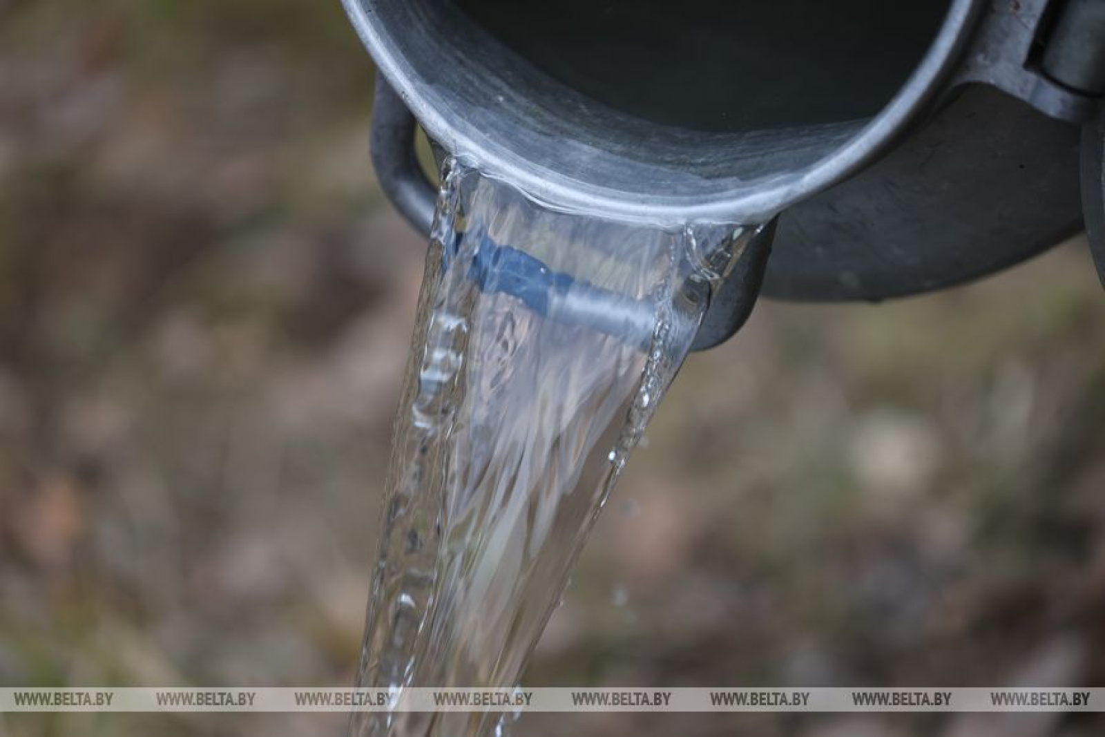 Заготовка берёзового сока под Гродно