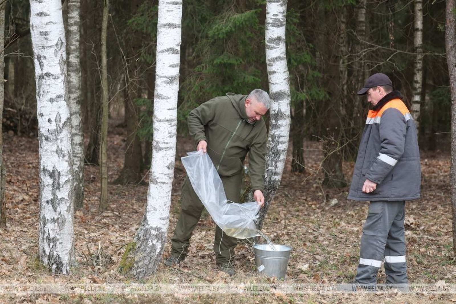 Заготовка берёзового сока под Гродно