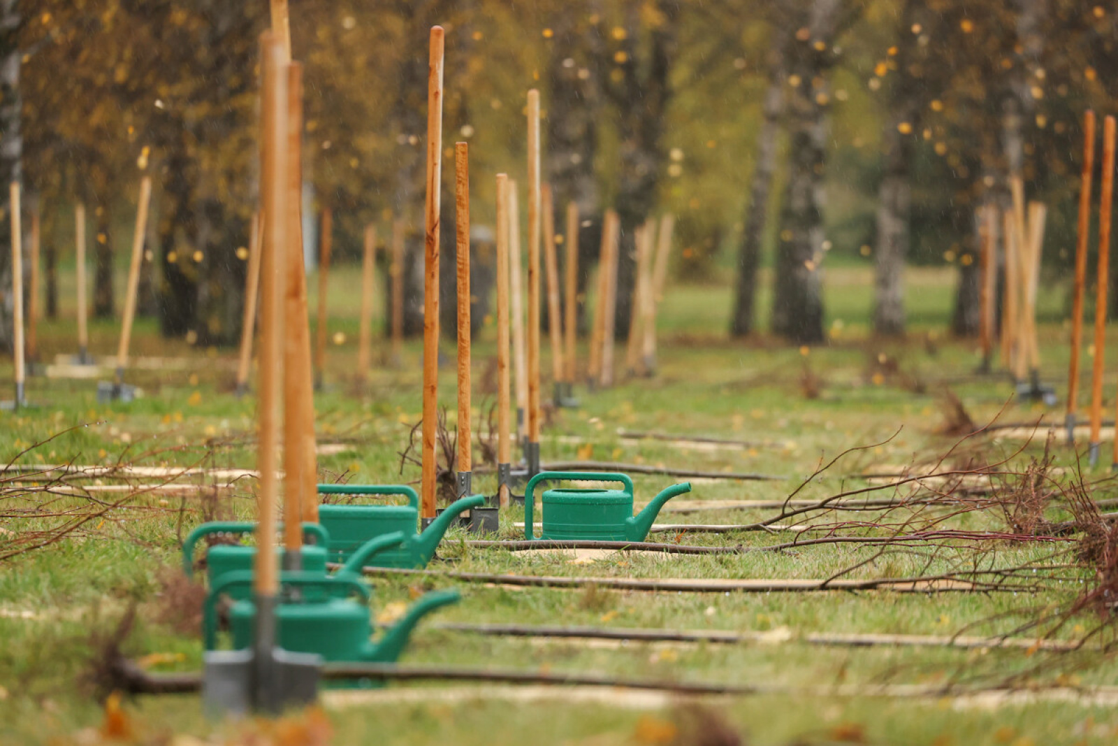 Высадили деревья в Минске