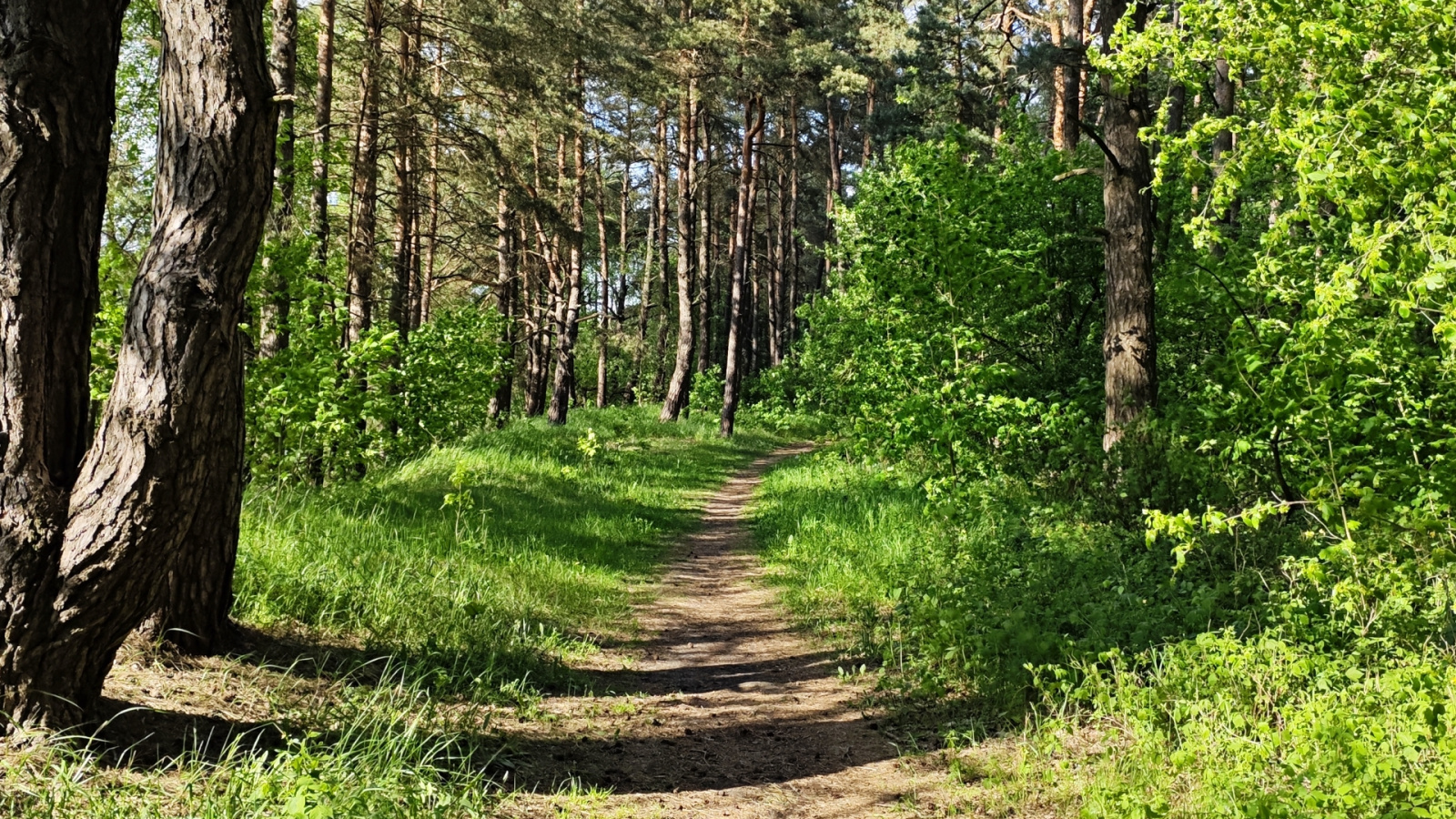Лес