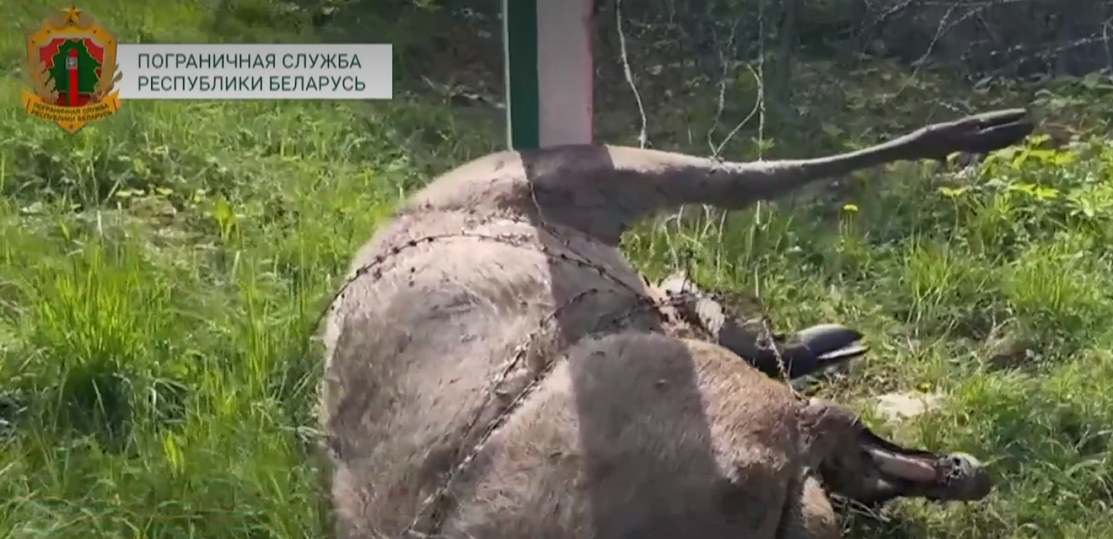 Лось погиб на границе, зацепившись за литовское заграждение